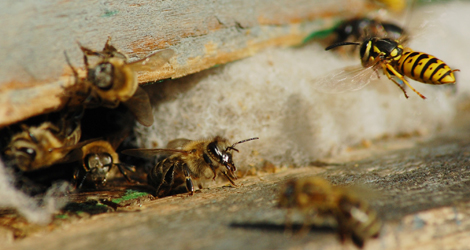 Wasps and Bees Removal and Control | Toronto, Vaughan, Mississauga, Brampton