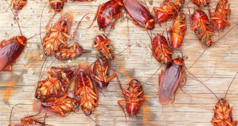 Cockroach Control in Toronto and GTA