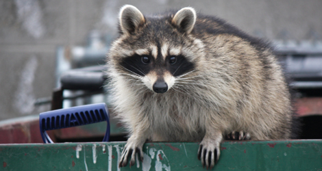 Raccoon Animal Control Toronto, Brampton & GTA - Maple Pest Control