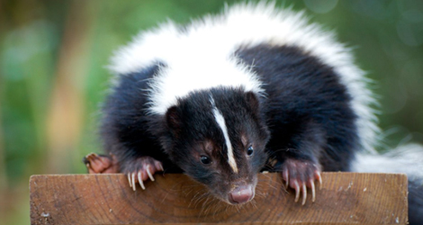 Skunk Removal Toronto, Vaughan, Mississauga, Brampton & GTA - Maple Pest Control