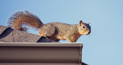 Squirrel Removal Brampton, Vaughan & GTA - Maple Pest Control