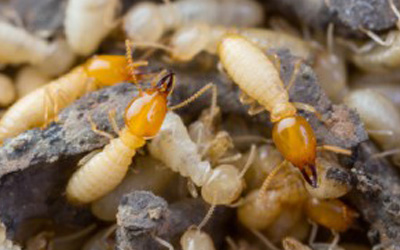 Termites 