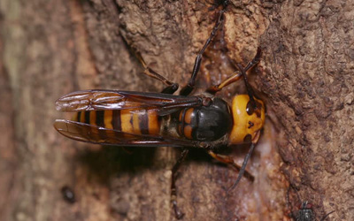 The-Giant-Japanese-Hornet 