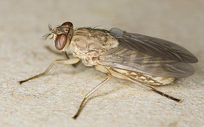 Tsetse-Fly 