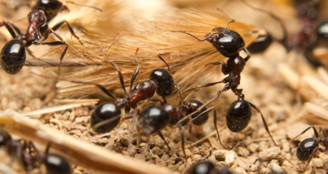 Ant removal services in Toronto