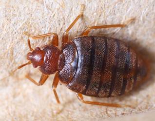 Bed Bug Removal Services