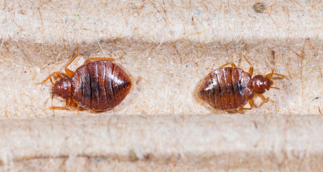 Bed Bugs Extermination Toronto, Vaughan - Maple Pest Control