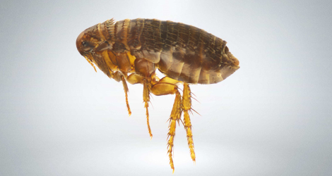 Flea Pest Control Toronto, Vaughan & GTA - Maple Pest Control