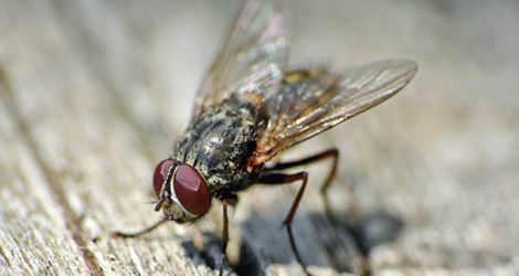 Fly control Toronto, Vaughan - Maple Pest Control