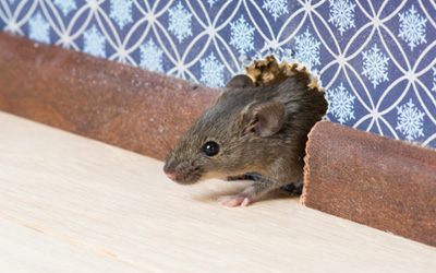 house-mouse 