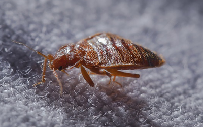 How to Get Rid of Bed Bugs GTA at Home Fast