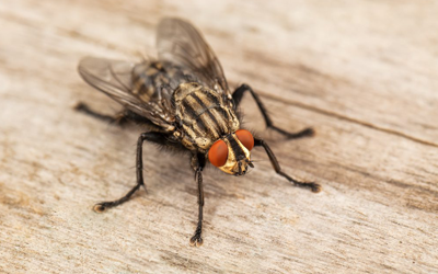 Causes of Fly Infestation