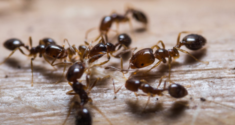 Why Do Ants Invade Your Home? Top Three Reasons 