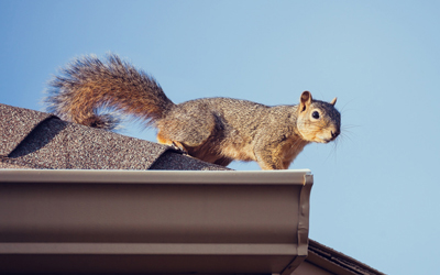 3 Easy Tips To Keep Away The Squirrels From Your Home