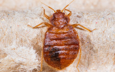 Know The Signs Of Bed Bugs Infestation & How To Prevent Them Spread