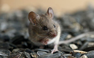 8 Signs of Rodent Presence