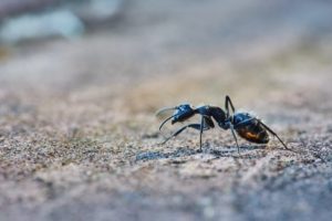 GET RID OF ANTS AND VARIOUS SUMMER PESTS