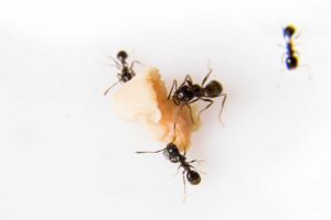 How to Get Away With Ant Infestation in Milton, Oakville and Pickering?