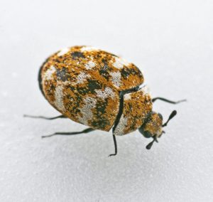 All You Need To Know About Annoying Carpet Beetles