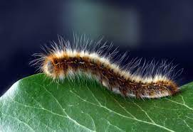GYPSY MOTH-THE HUNGRY CATERPILLARS