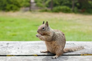 Hacks for Squirrels Control in Bolton, Pickering and Oakville