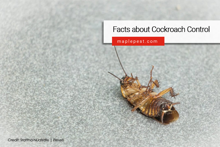 Facts-about-Cockroach-Control