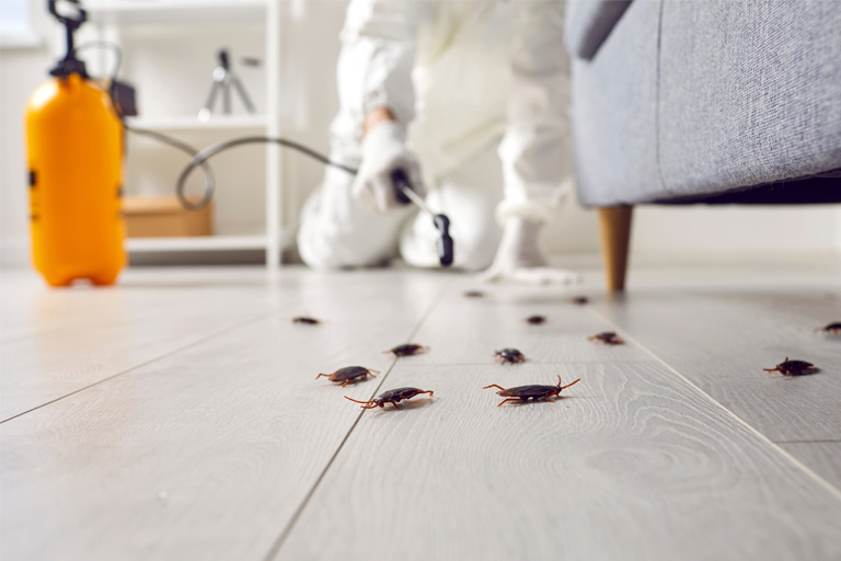 The-Importance-of-Professional-Pest-Control