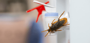 Facts about Cockroach Control