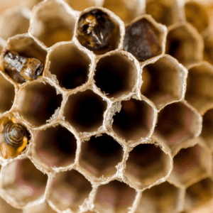 Experts In Wasp Nest Removal Toronto