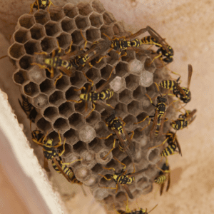 Wasps love gardens that have fruits and vegetables