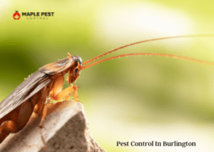 Is There a Need for Frequent Pest Control in Burlington and Kleinburg?
