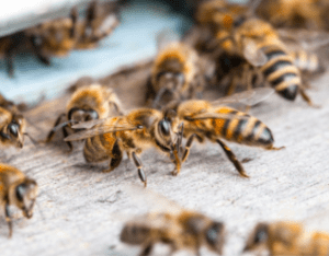 Bee Removal Toronto