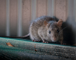 How To Get Rid Of Rodents In Your Attic - Pestend Pest Control Mississauga