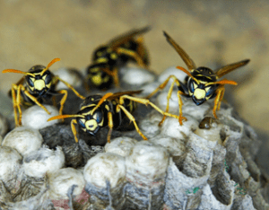 Wasp Nest Removal Toronto
