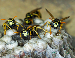 Wasp control services
