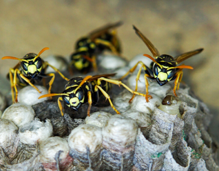 Wasps