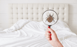 BED BUGS INSPECTION