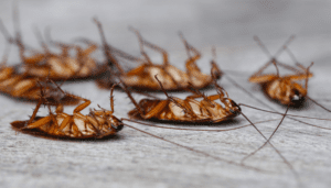 Best Ways to Cockroach Control in Greater Toronto Area