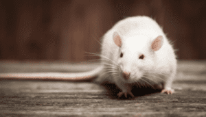 A Complete Guide to Rat Control During the Winter Season