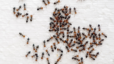 Ants Control in Oshawa