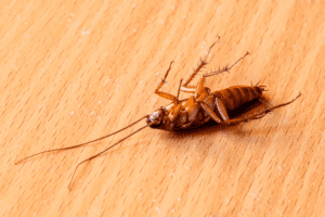 5 Useful Home Remedies From Experts for Cockroach Control in Milton