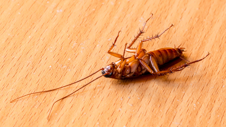cockroach control milton