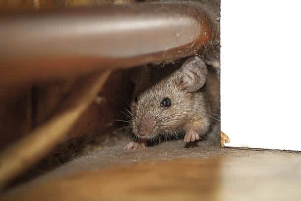 Close up shot of mouse peeking out of the dusty hole behind white furniture and under copper pipe.  One paw is raised up like he is greeting.