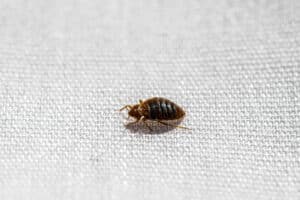 Do Bed Bugs Come From a Dirty House?
