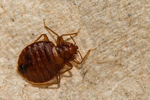 A close up of a Common Bed Bug found in Connecticut
