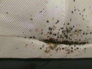 How to Treat A Bed Bug Bite?