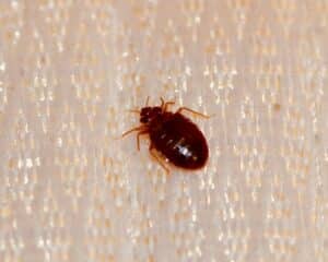 Precautions to Prevent Bed Bug Infestation
