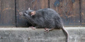 What-Problems-Can-Rodents-Cause-and-How-To-Get-Rid-Of-Them-300x150