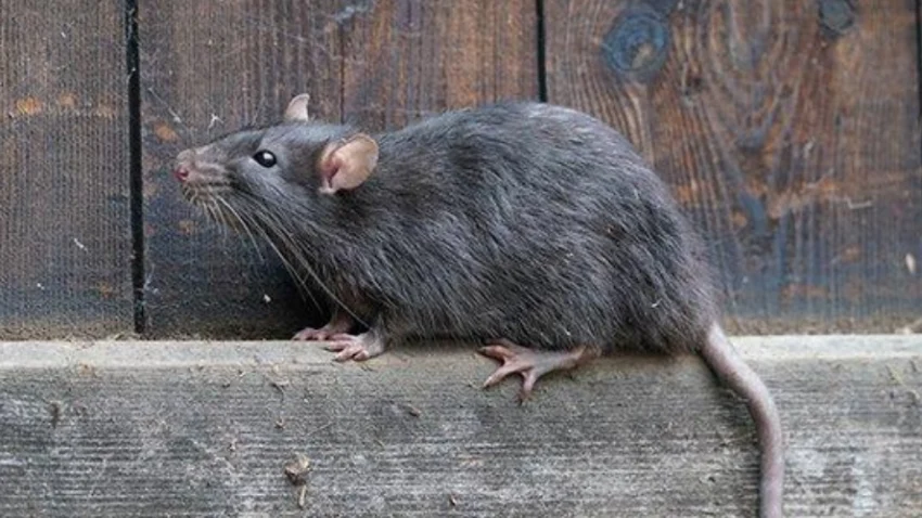 What Problems Can Rodents Cause and How To Get Rid Of Them