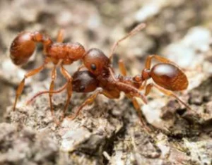 Ant control services